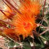 Fero cactus